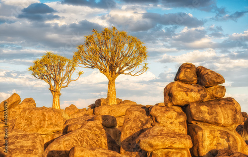 Fotografija Quiver Trees And Rocks, Keetmanshoop, Namibia