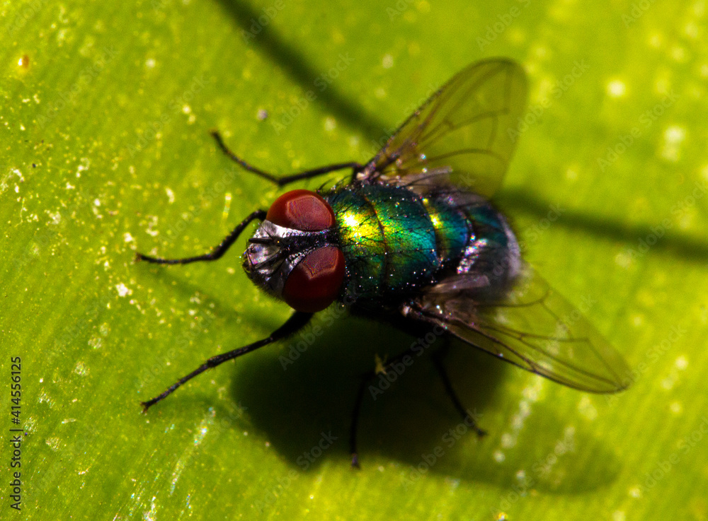 Fly Fly
