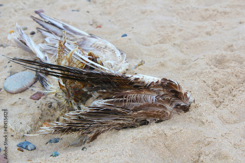 Dead Bird On The Beach