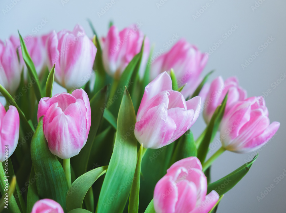 Fototapeta premium pink tulips on white background