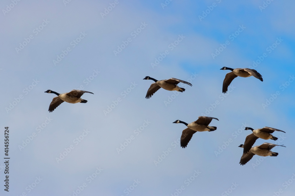 Canadian Geese in Flight