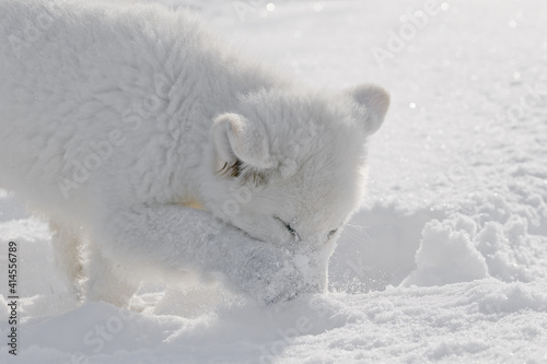 white swiss shepherd white dog in snow