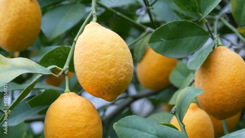 Wallpaper Mural A big quantity of ripe lemons on a lemon tree. Harvest ripe juicy lemons on a tree in a lemonaria greenhouse. Ripening fruit in the garden. Torontodigital.ca