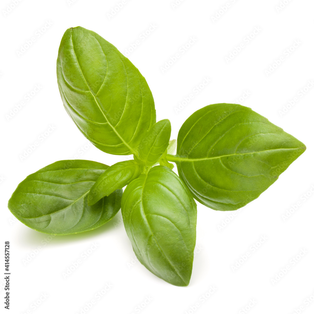 Sweet basil herb leaves isolated on white background closeup Sweet basil herb leaves isolated on white background closeup