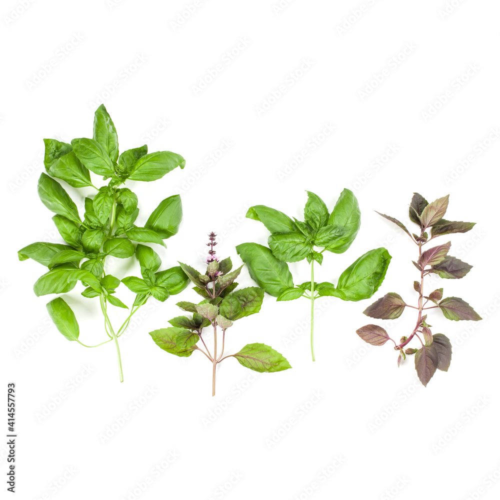 Varieties of basil leaves isolated on white background. Flat, Top view. Varieties of basil leaves isolated on white background. Flat, Top view.