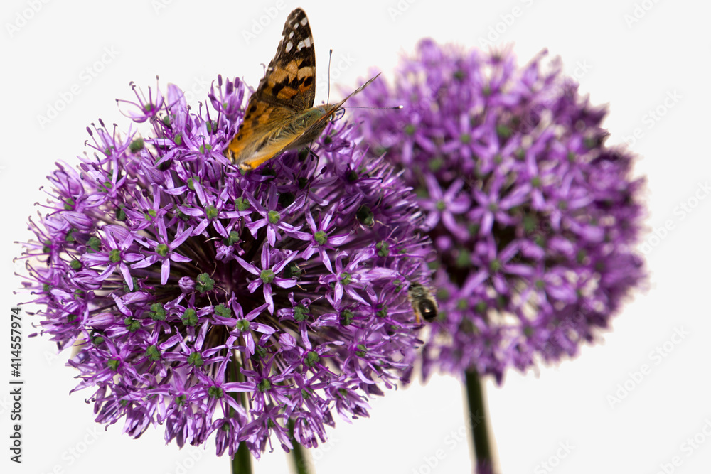 CLose-up of a butterfly on an allium flower, isolated. CLose-up of a butterfly on an allium flower, isolated.