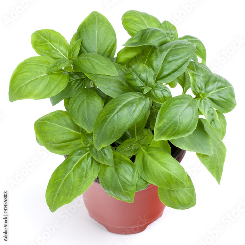 Fresh sweet Genovese basil herbs growing in pot isolated on white background cutout.