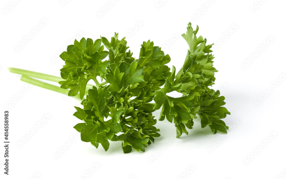 parsley leaves bunch isolated on white background cutout parsley leaves bunch isolated on white background cutout