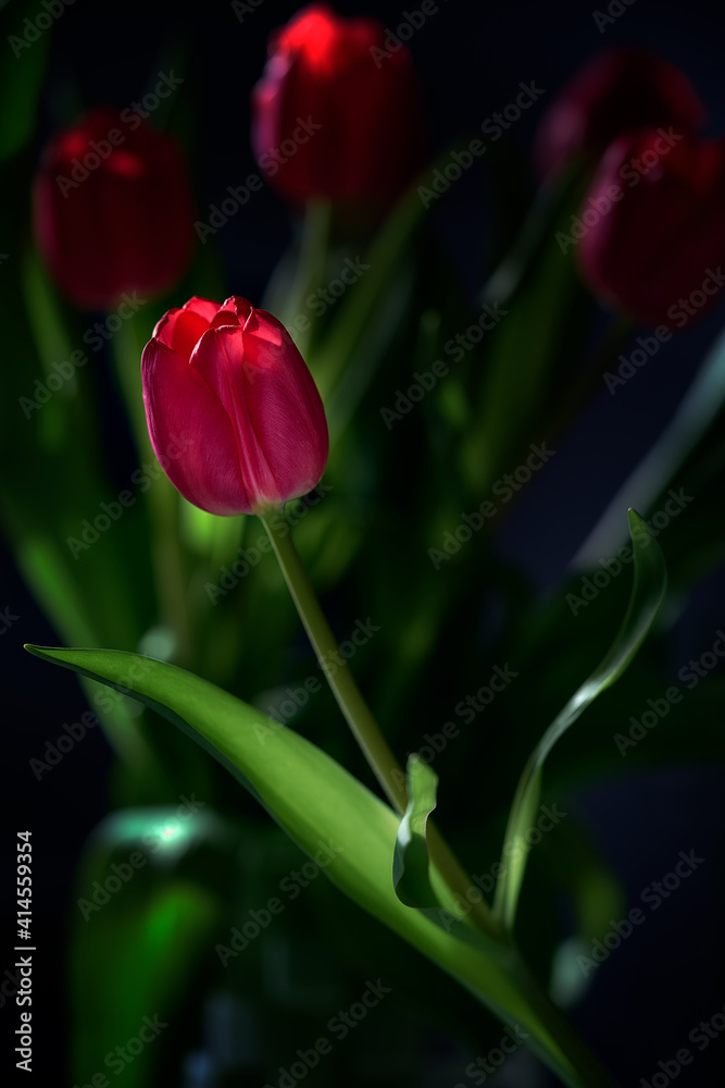 Naklejka premium Shotting flowers at home
