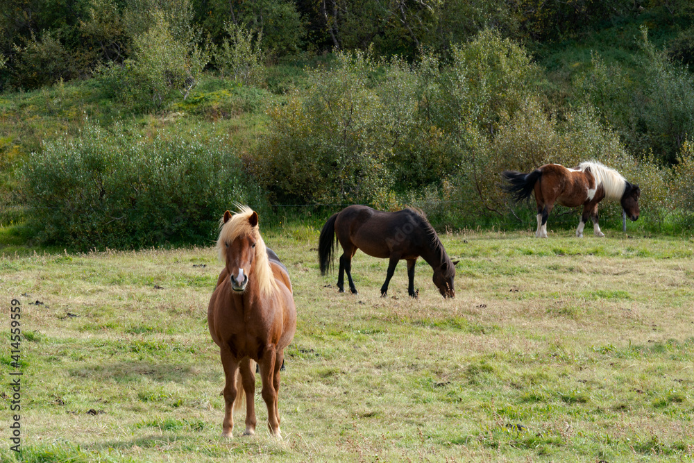 Iceland, Lake Myvatn Area. Icelandic horses with various colorings grazing peacefully. Iceland, Lake Myvatn Area. Icelandic horses with various colorings grazing peacefully.