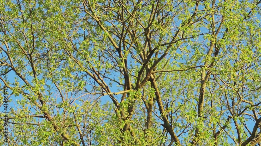 Crown of beautiful green tree and blue sky. Branches and fresh green leaves. Crown of beautiful green tree and blue sky. Branches and fresh green leaves.