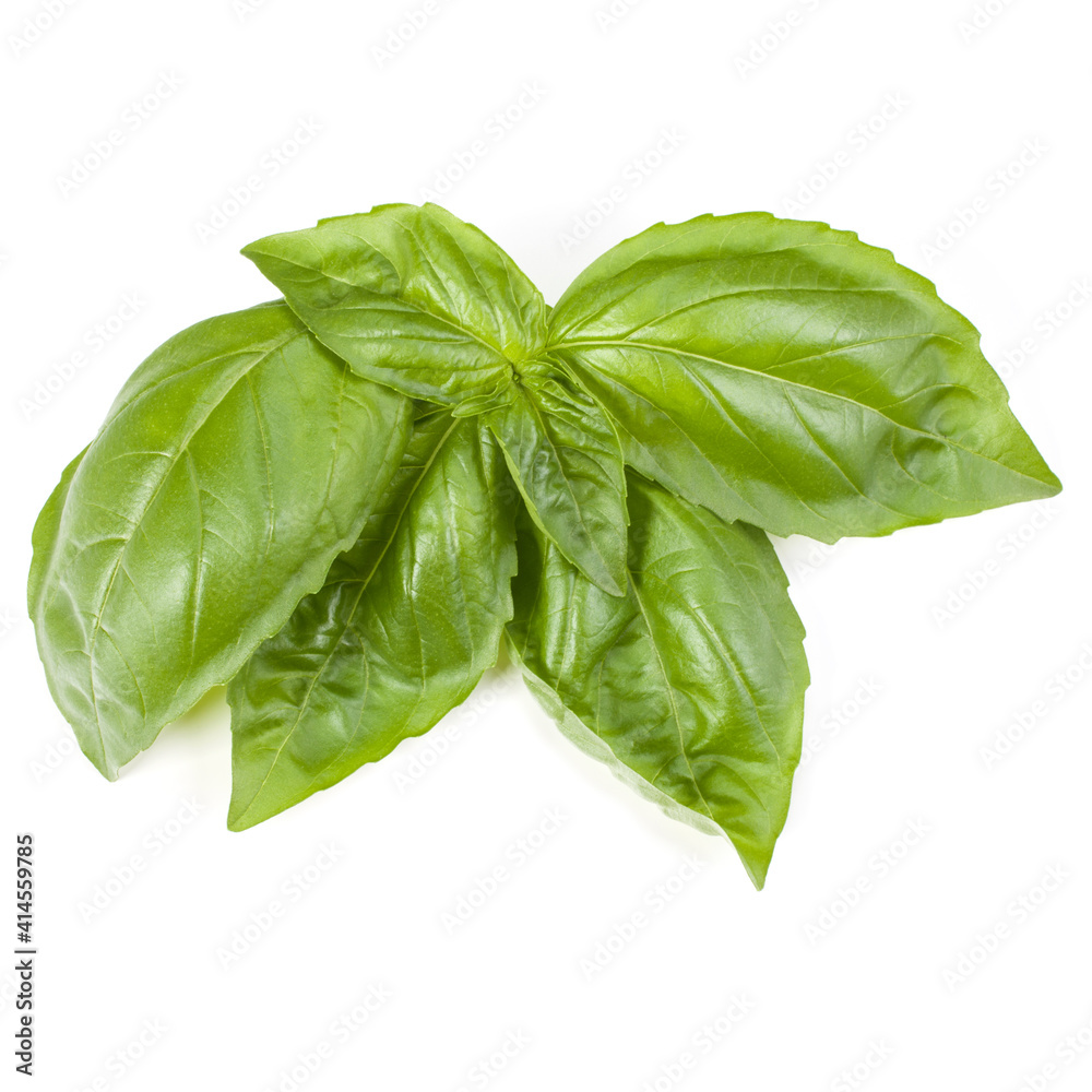 sweet basil herb leaves isolated on white background. Genovese basil leaf. sweet basil herb leaves isolated on white background. Genovese basil leaf.