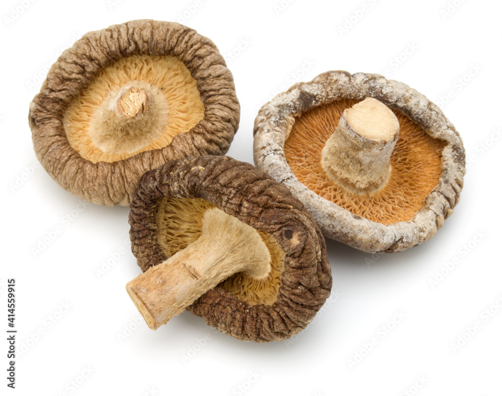 Dried Shiitake Mushroom isolated on white background Dried Shiitake Mushroom isolated on white background