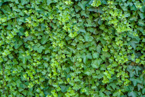 Green ivy Hedera with glossy leaves and white veins on the wall