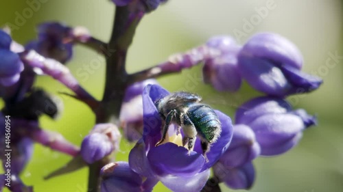 Euglossini bee, or Orchid bee, collecting pollen on a Delphinium Guardian Flower. Slow motion Macro shot. Soft focus green background with other plants. Florianópolis, Santa Catarina / Brazil