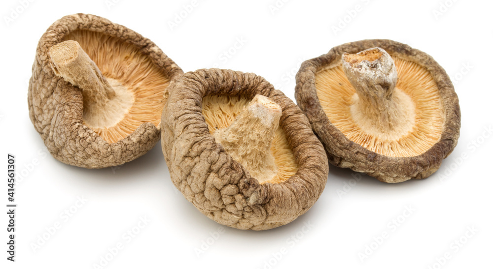Dried Shiitake Mushroom isolated on white background Dried Shiitake Mushroom isolated on white background