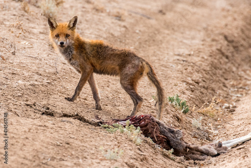 Fotografia Feral Red Fox with mange feeding on road kill Red Kangaroo carcass in the Austra