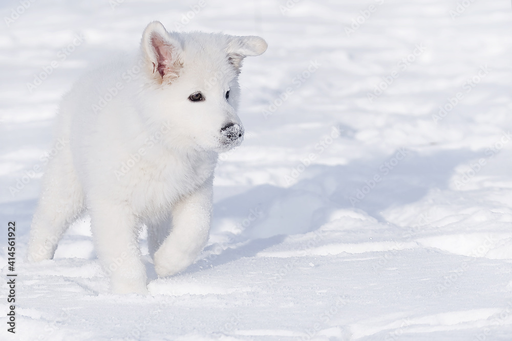 white swiss shepherd white dog in snow white swiss shepherd white dog in snow