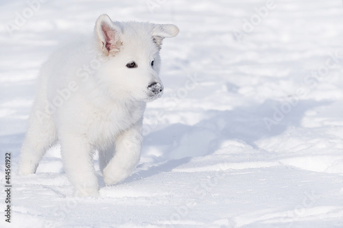 white swiss shepherd white dog in snow