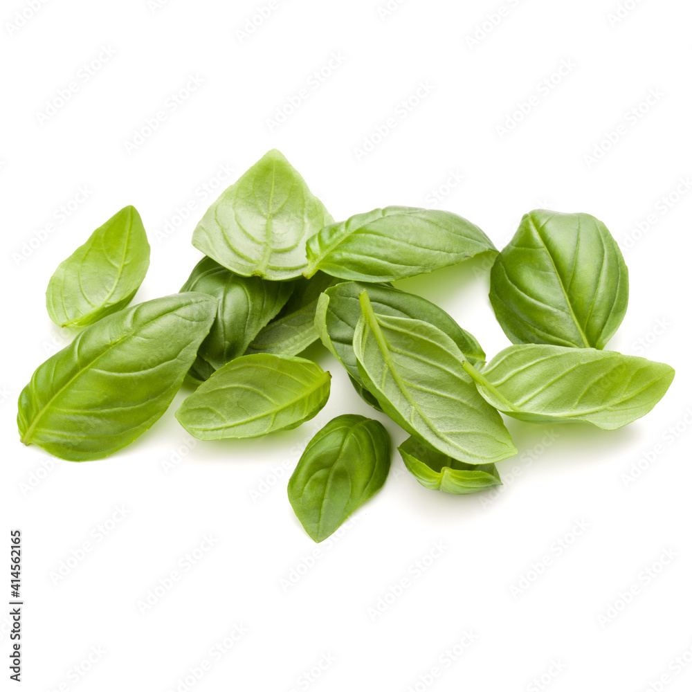 Sweet basil herb leaves handful isolated on white background closeup Sweet basil herb leaves handful isolated on white background closeup