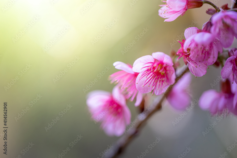 Sakura flowers blooming blossom in Chiang Mai, Thailand Sakura flowers blooming blossom in Chiang Mai, Thailand