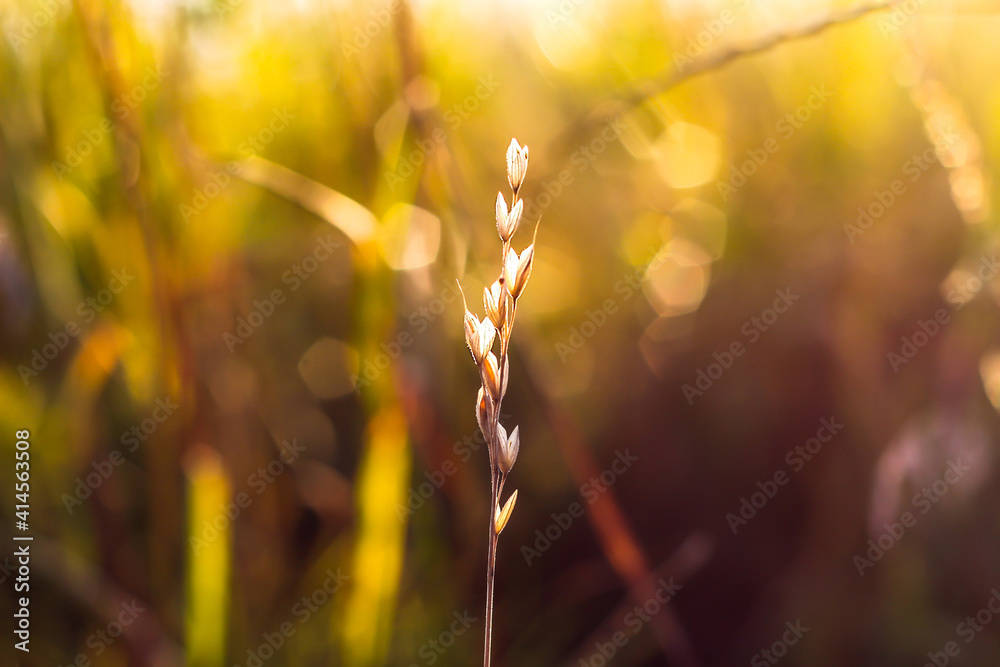 Yellow dry tiny spike  golden field with bokeh and backlit on background. Spikelet in the rays of the setting sun A closeup shot of an isolated branch of wheat on a blurred background Selective focus