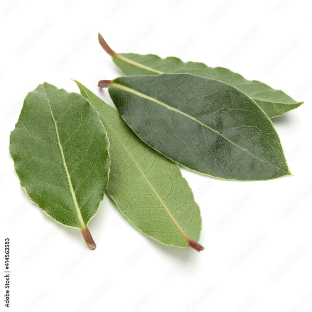 Fototapeta premium Aromatic bay leaves