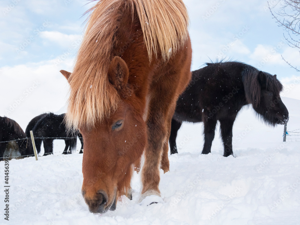 Obraz premium Icelandic Horse in fresh snow. Traditional breed for Iceland and traces its origin back to the horses of the old Vikings, Iceland.
