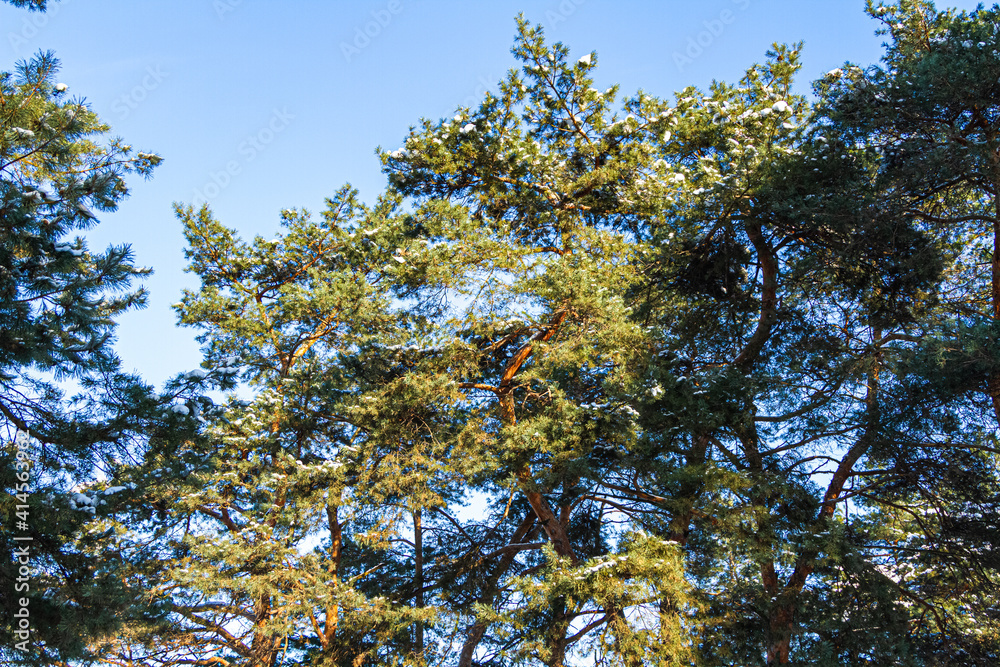 Fototapeta premium Green spruce branches as a textured background. Snow-covered beautiful spruce branch in winter. Christmas tree outdoors in the snow.
