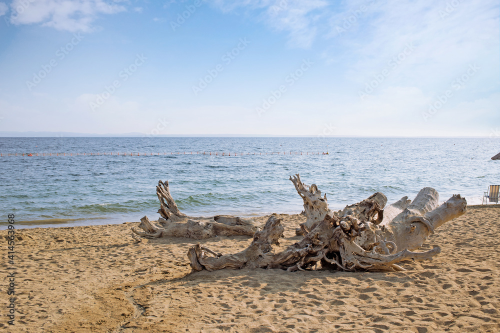 Sandy beach with stranded old tree trunk, driftwood in Psakoudia,Greece.Beautiful calm sea water and clear blue sky with copy space.