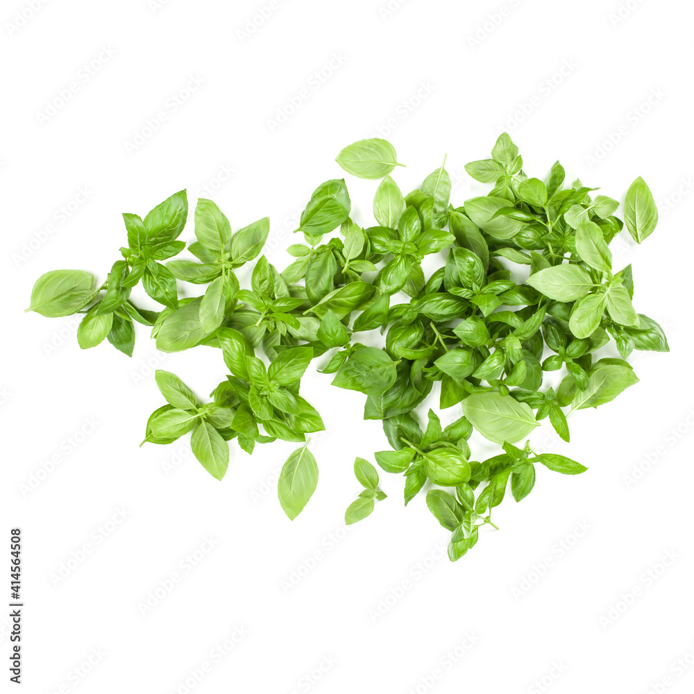 Obraz premium Sweet Genovese basil leaves background arrangement isolated on white. Top view.