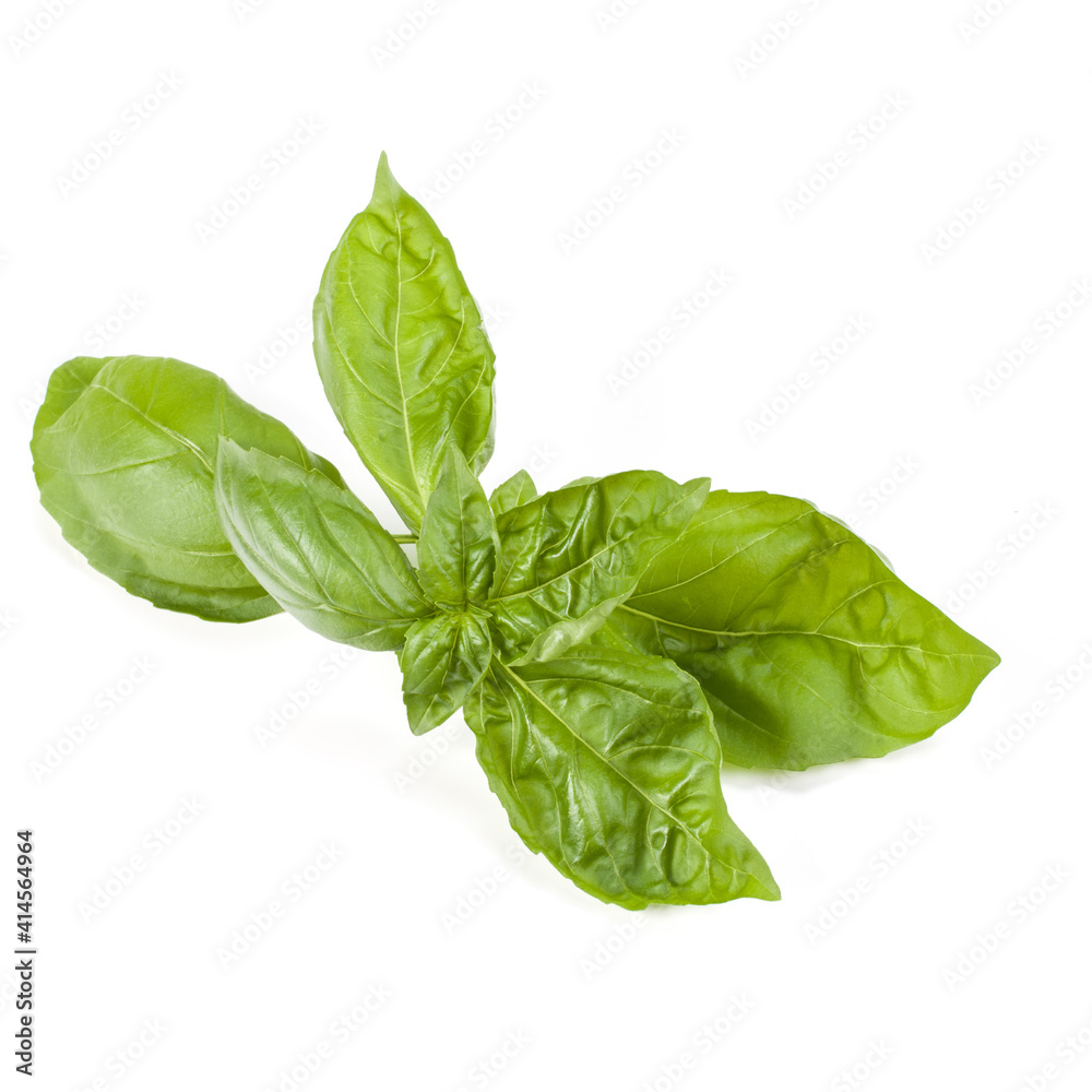 Fototapeta premium sweet basil herb leaves isolated on white background. Genovese basil leaf.