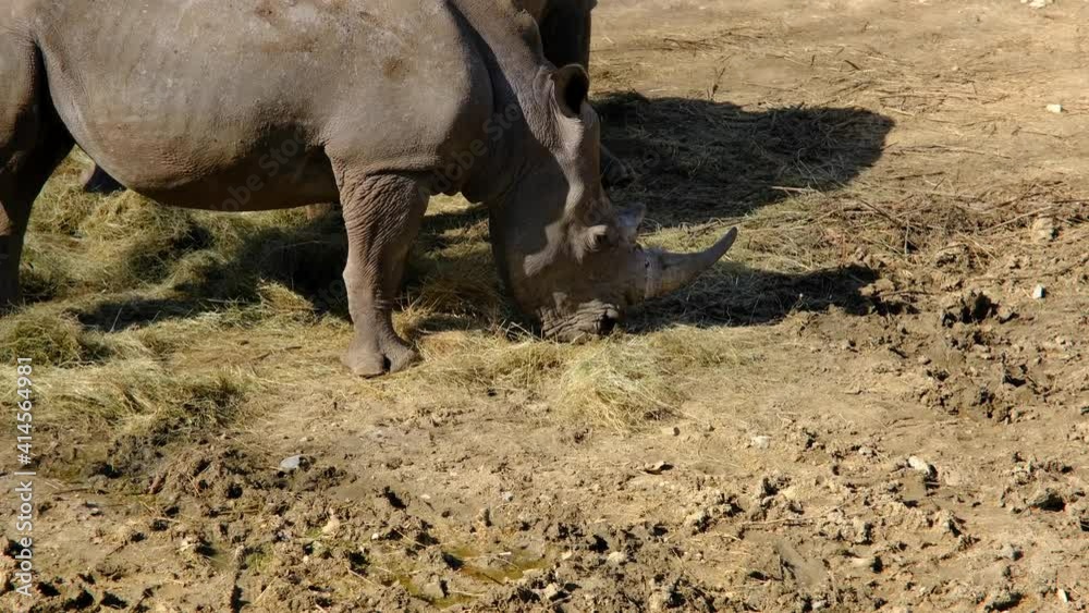 Two pieces of rhinoceros are feeding with dried and withered plants. Two pieces of rhinoceros are feeding with dried and withered plants.