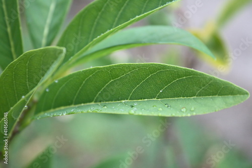 leaf with water drops