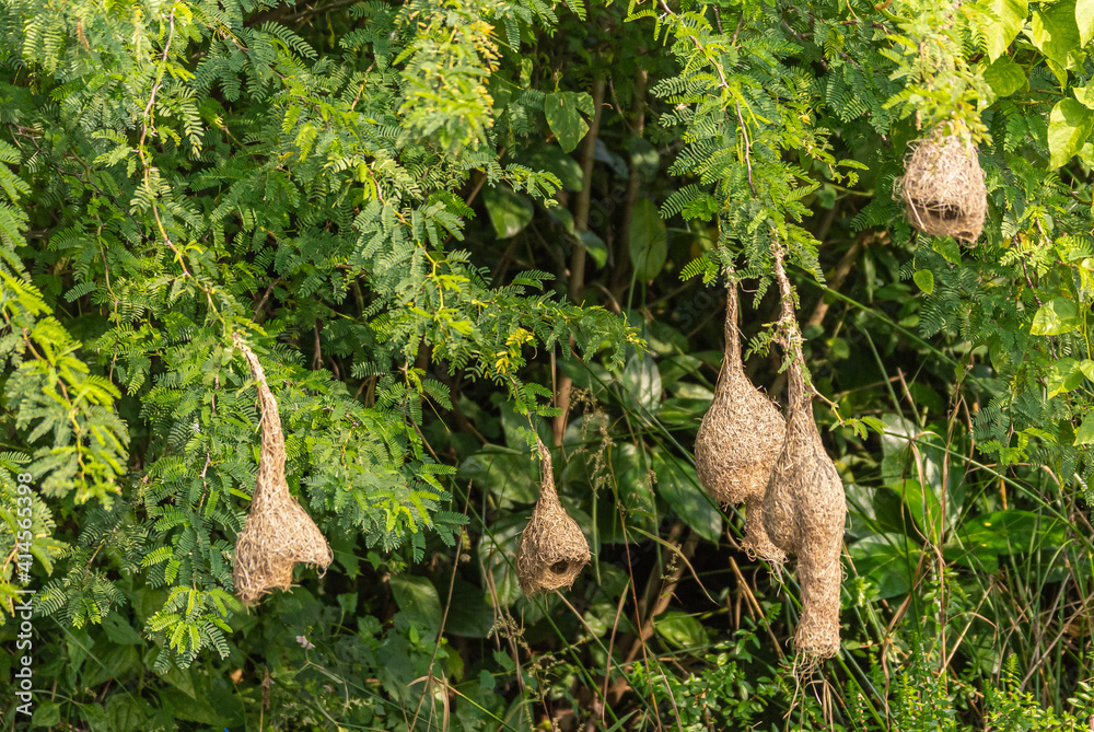 Hampi, Karnataka, India - November 9, 2013: Closeup of group of brown weaver bird nests hanging from green bushes and trees near Tungabhadra Bukka Aqueduct. Hampi, Karnataka, India - November 9, 2013: Closeup of group of brown weaver bird nests hanging from green bushes and trees near Tungabhadra Bukka Aqueduct.