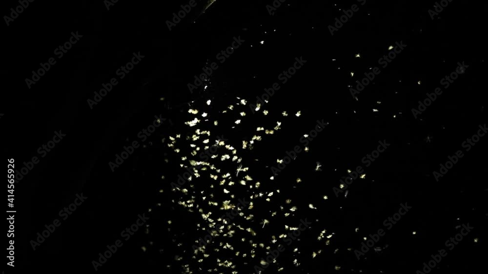 Beautiful out of focus flying insects creating bokeh in the dark before being in focus again, Kgalagadi Transfrontier Park.