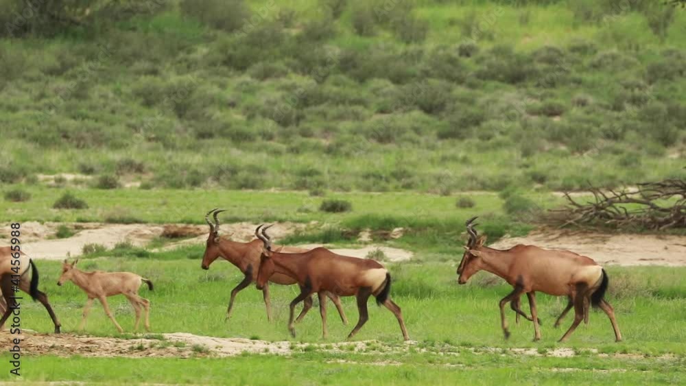 Wide shot of a herd of Red Hartebeests with their young calves passing through the frame, Kgalagadi Transfrontier Park. Wide shot of a herd of Red Hartebeests with their young calves passing through the frame, Kgalagadi Transfrontier Park.