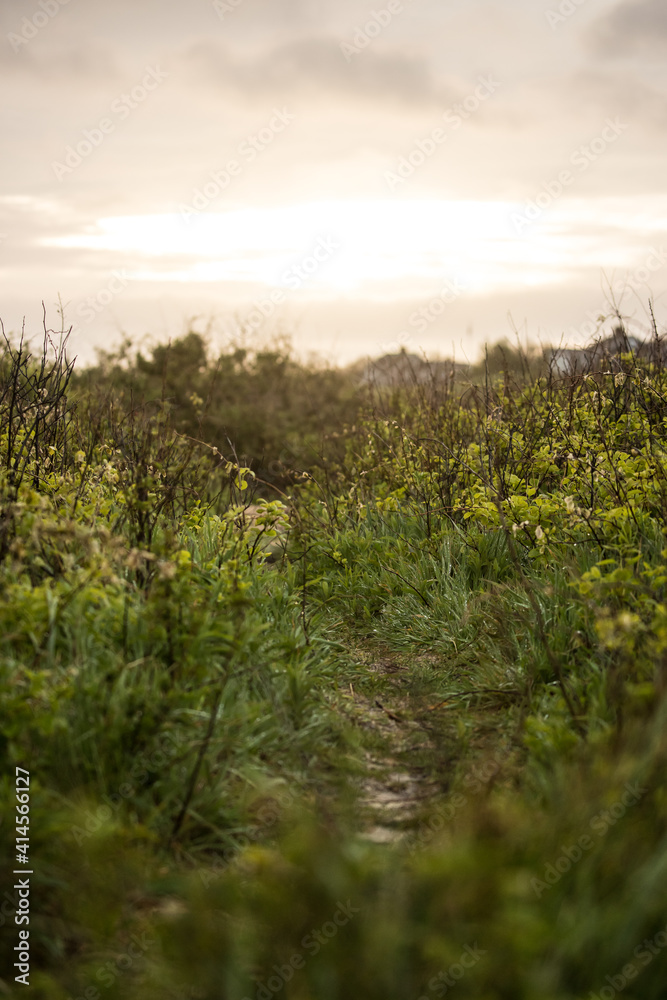 Naklejka premium beach flower path