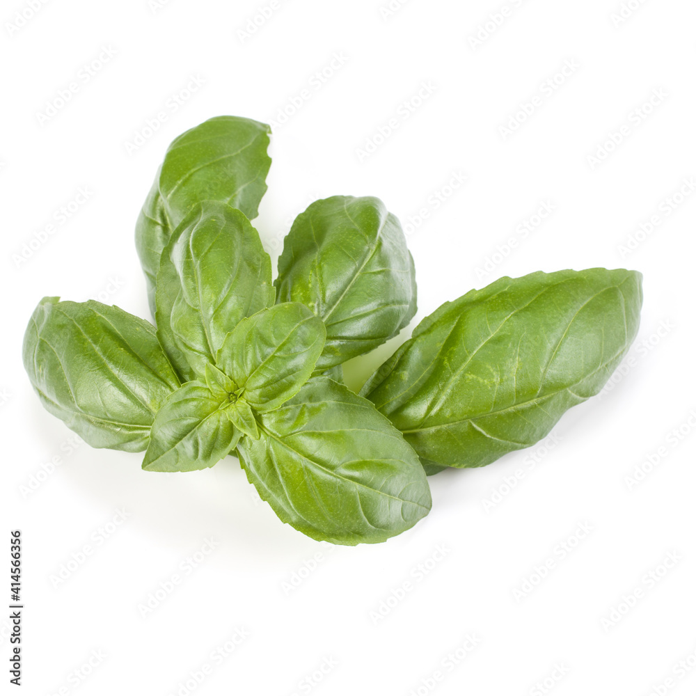 sweet basil herb leaves isolated on white background. Genovese basil leaf. sweet basil herb leaves isolated on white background. Genovese basil leaf.