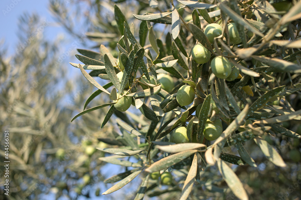 Fototapeta premium Green Olive Branch on a sunny day in the Greece garden.