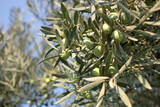Green Olive Branch on a sunny day in the Greece garden.