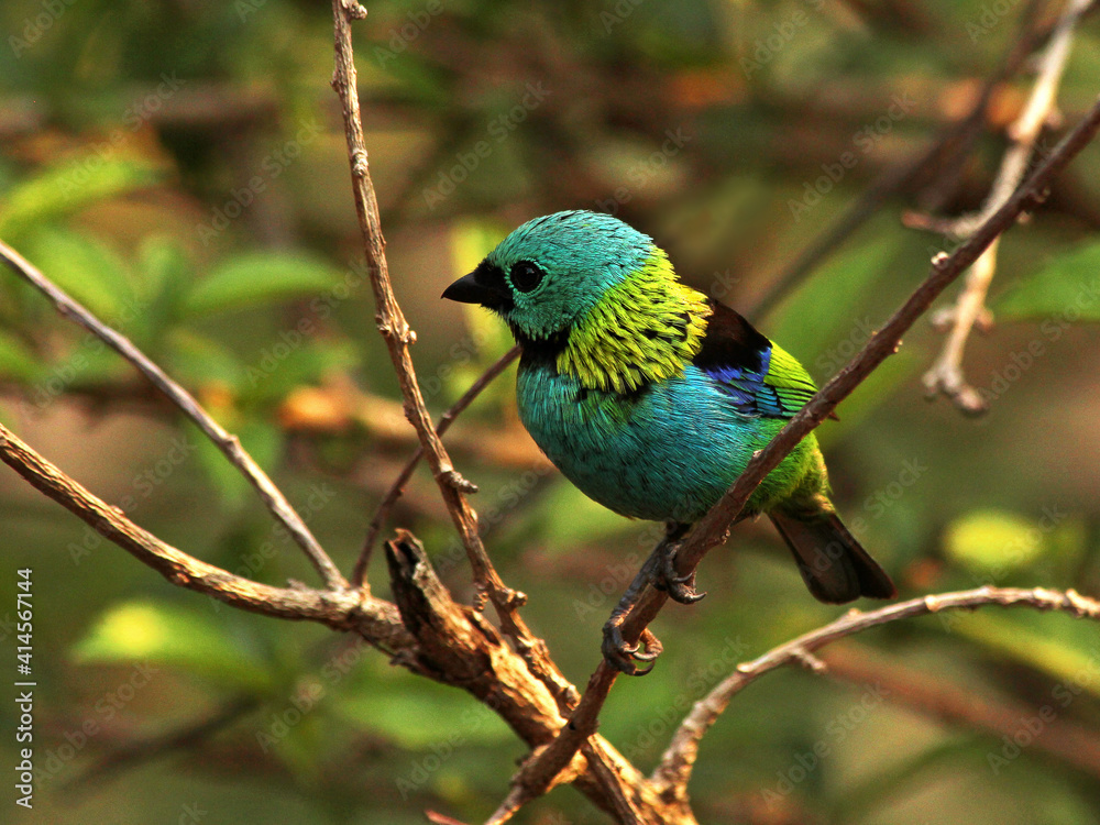 Colorful bird 