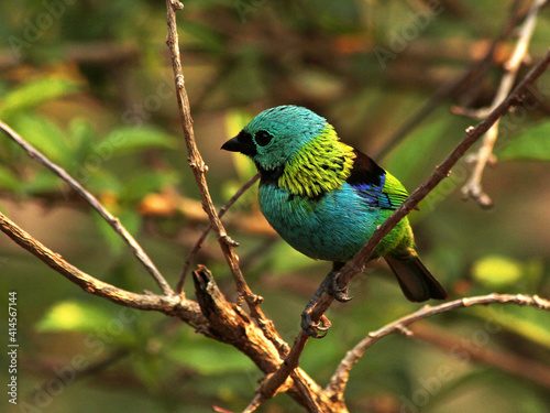 Colorful bird 