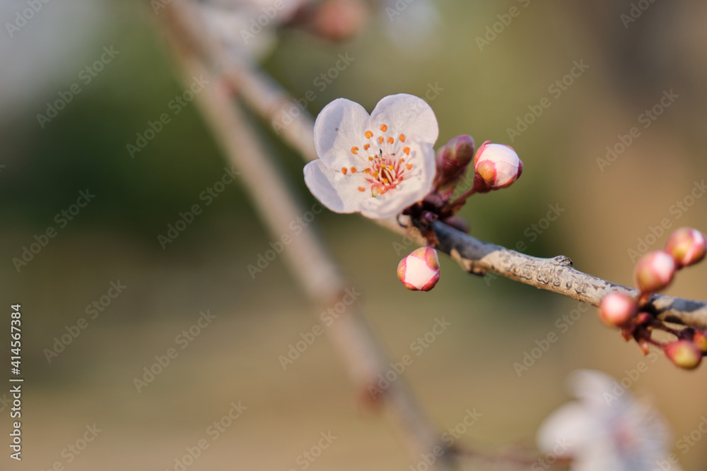 Apple tree blossoms in winter. Blooming flowers  in the garden and botanical park.