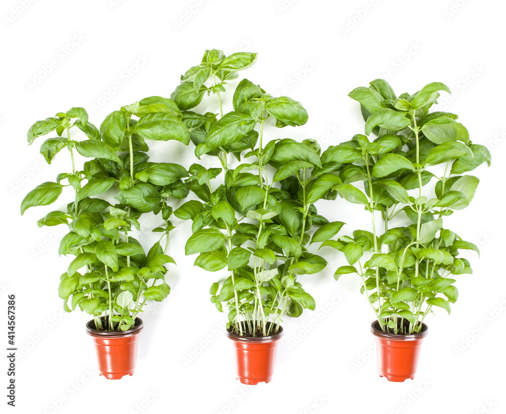 Fresh sweet Genovese basil herbs growing in pot isolated on white background cutout. Flat, top view. Fresh sweet Genovese basil herbs growing in pot isolated on white background cutout. Flat, top view.