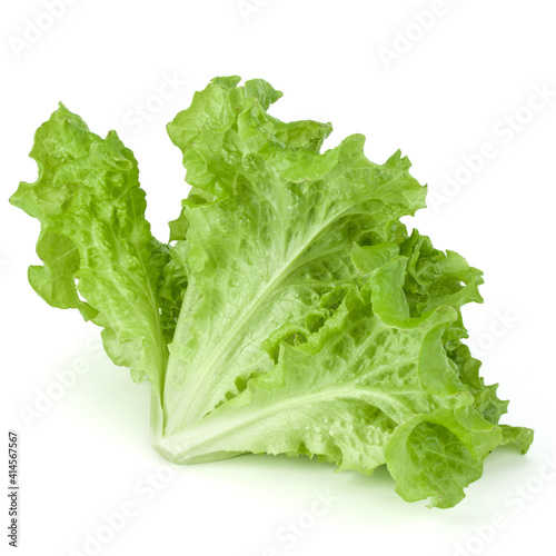 fresh green lettuce salad leaves isolated on white background