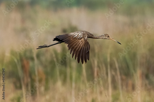 Limkin in Flight  at the Wildlife Refuge  © Ivan