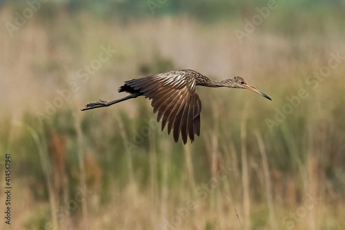 Limkin in Flight  at the Wildlife Refuge  photo