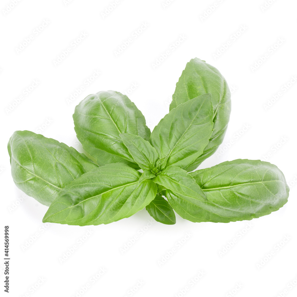 sweet basil herb leaves isolated on white background. Genovese basil leaf. sweet basil herb leaves isolated on white background. Genovese basil leaf.
