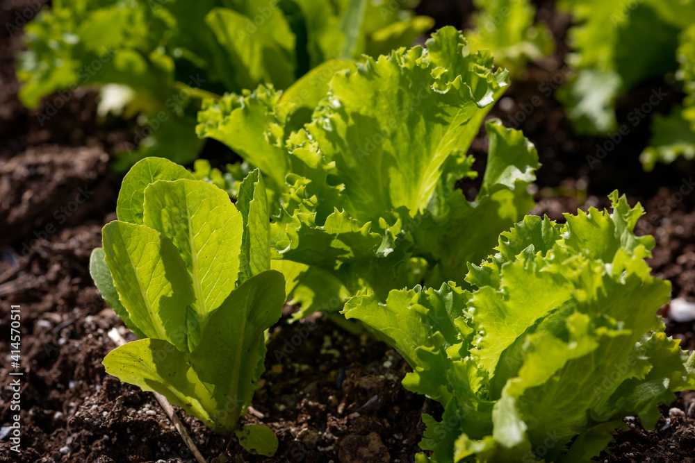 A bunch of green lettuce leaves in an organic farmer's field. The organic vegetable has the sun shining through the healthy fresh plant with veins. The tips of the leaves are crinkled and curved shape